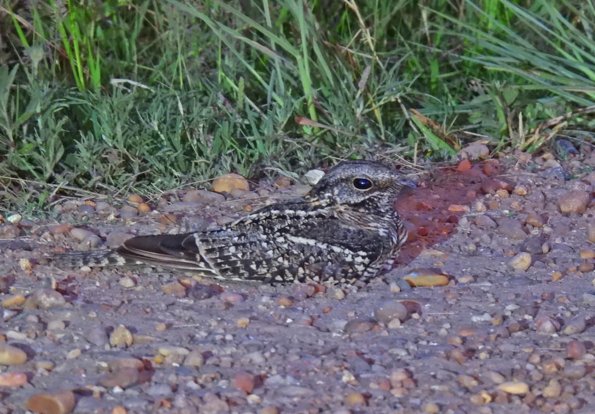 Scissor-tailed Nightjar - ML643558362