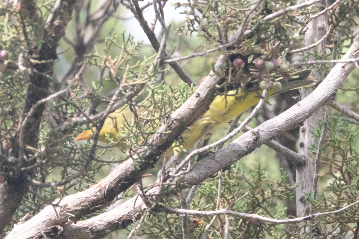 Western Tanager - ML643558363