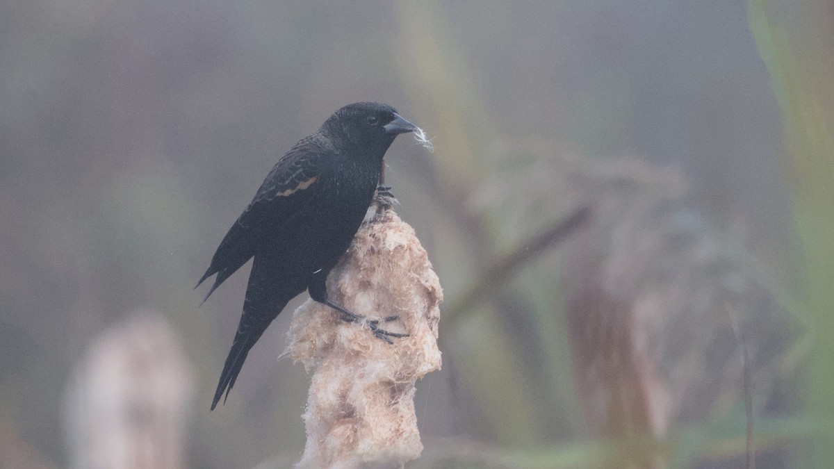Red-winged Blackbird - ML643558370