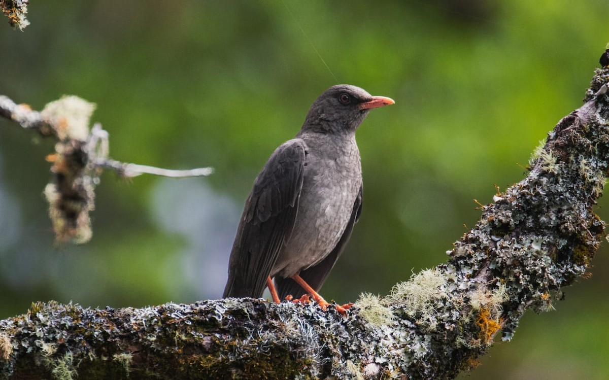 Great Thrush - ML643558373