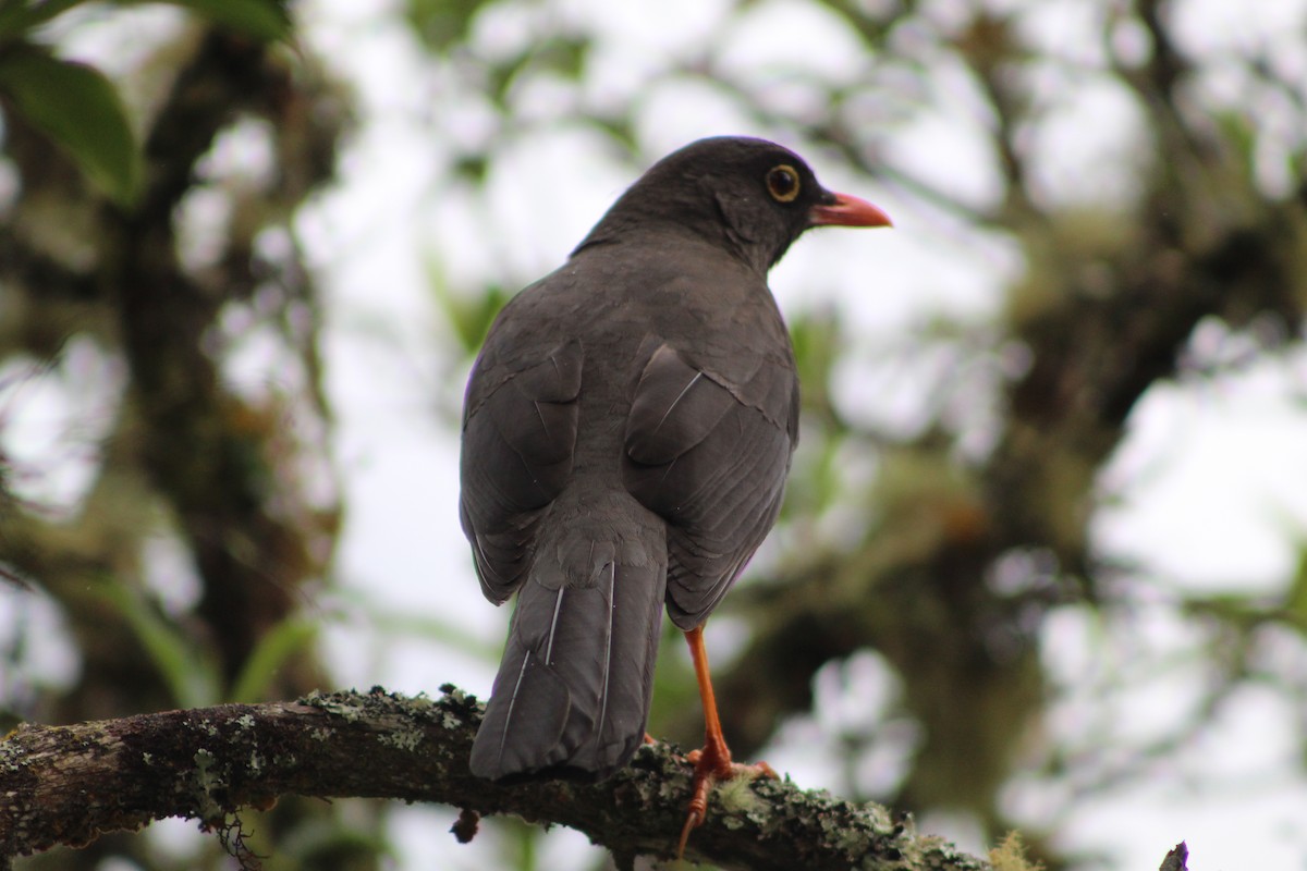 Great Thrush - ML643558374