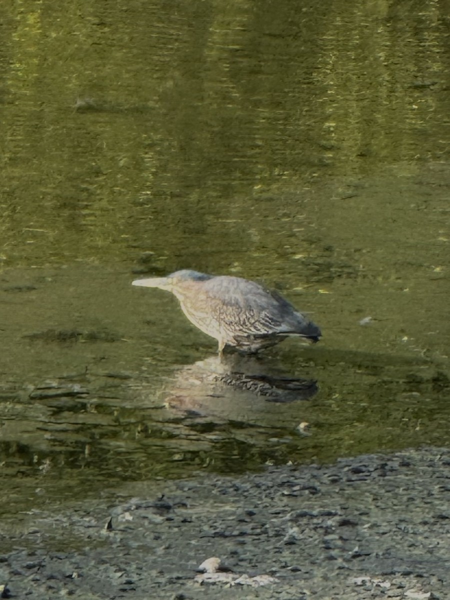 Koartzatxo berdea - ML643558383