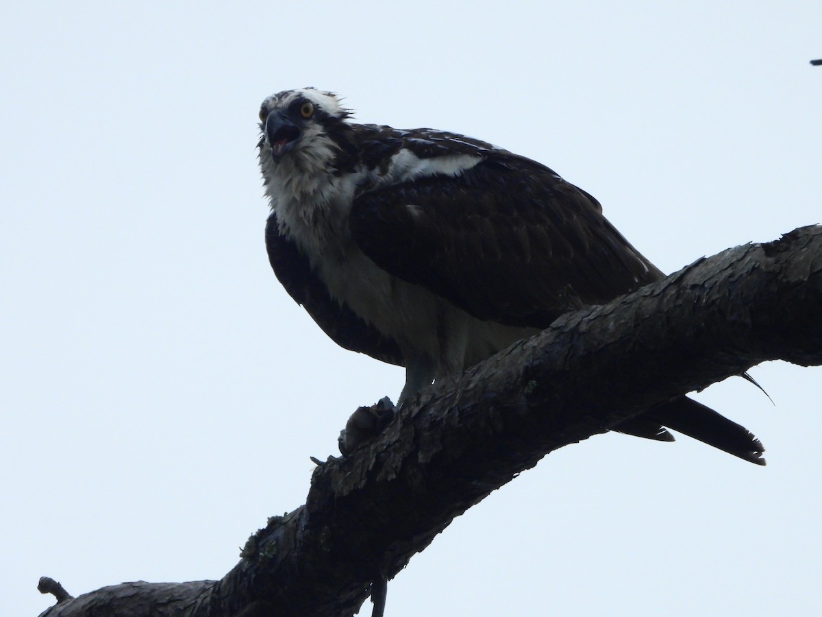 Osprey (American) - ML643558394