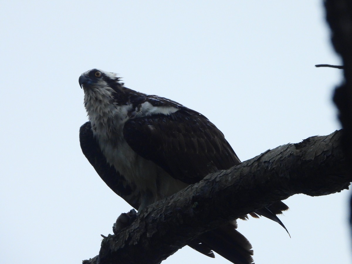Osprey (American) - ML643558396