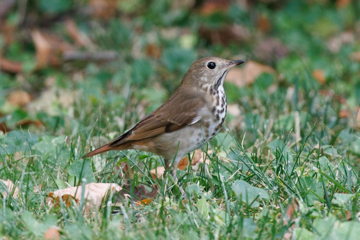 Hermit Thrush - ML643558397