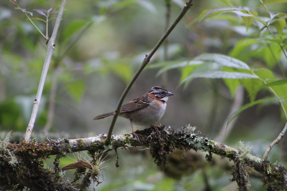 Rufous-collared Sparrow - ML643558400