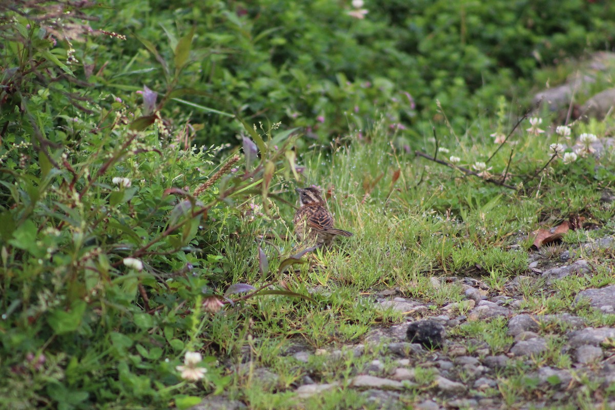Rufous-collared Sparrow - ML643558401