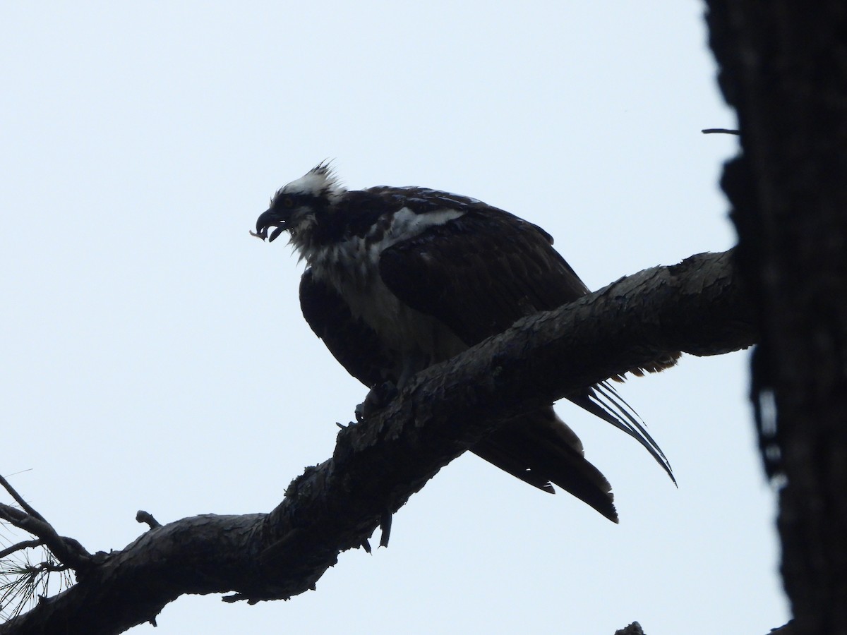 Osprey (American) - ML643558412