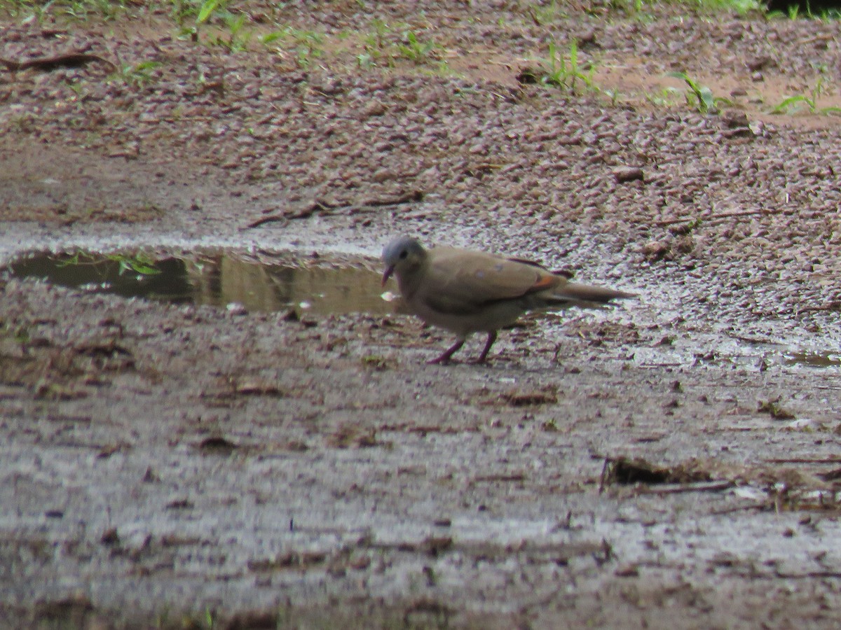 Blue-spotted Wood-Dove - ML643558433