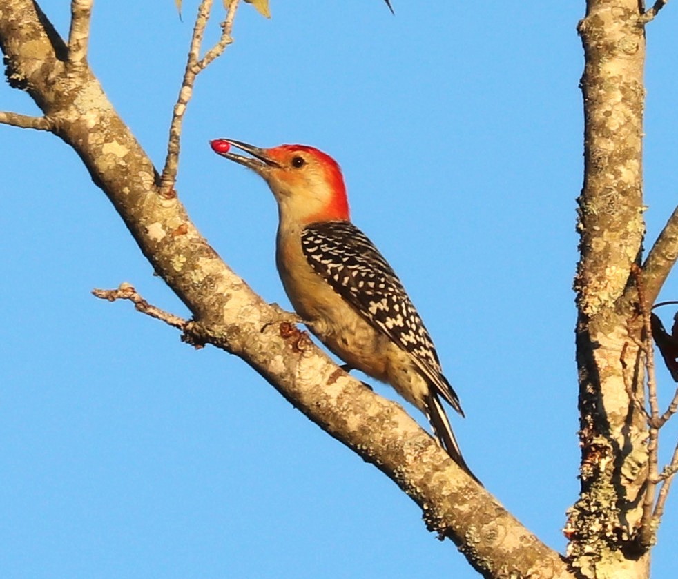 Red-bellied Woodpecker - ML643558442