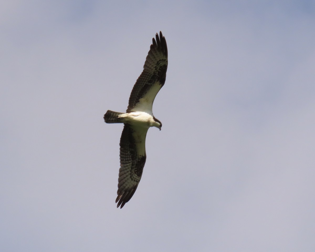 Osprey - ML643558449
