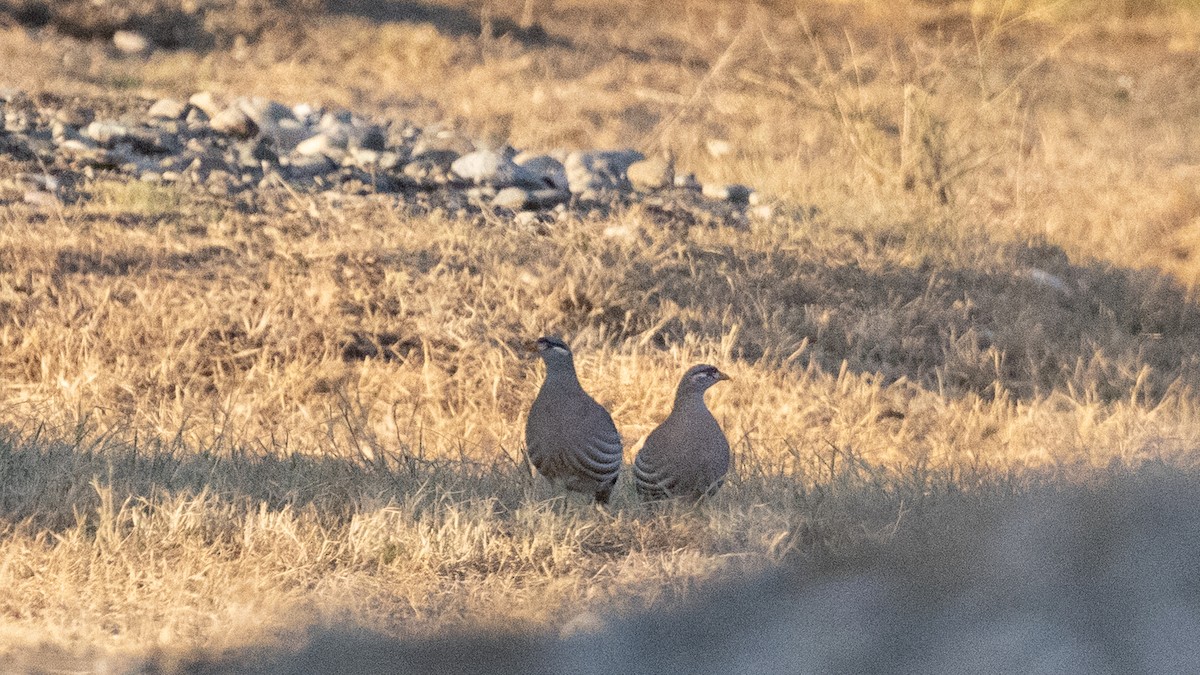 See-see Partridge - ML643558454