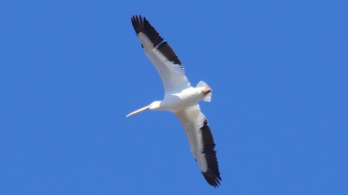 American White Pelican - ML643558461