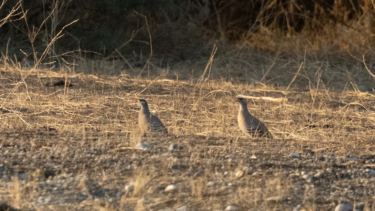 See-see Partridge - ML643558462