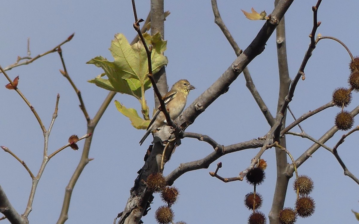 American Goldfinch - ML643558466