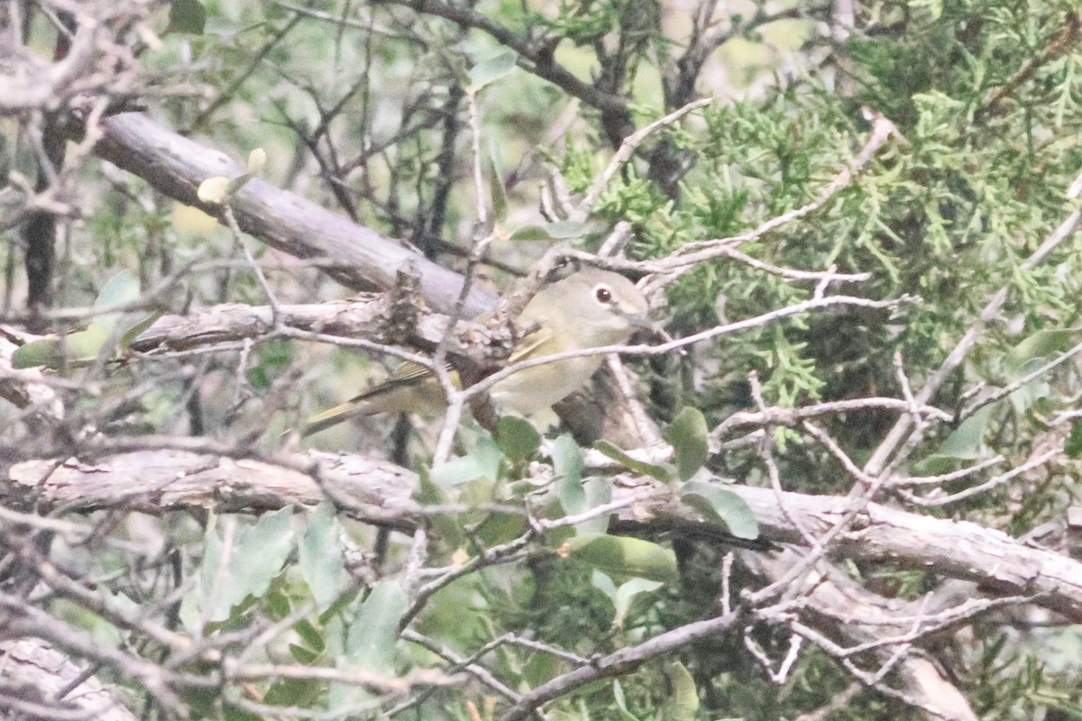 Cassin's Vireo - ML643558471
