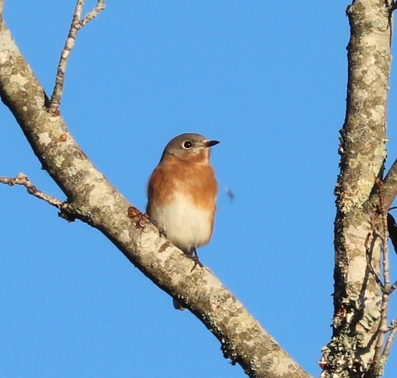 Eastern Bluebird - ML643558472