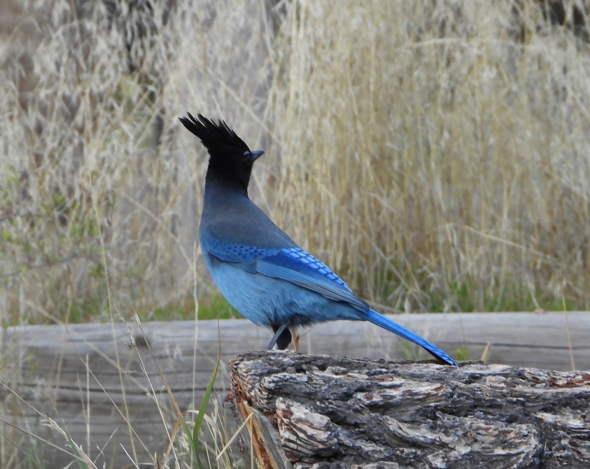 Steller's Jay - ML643558481