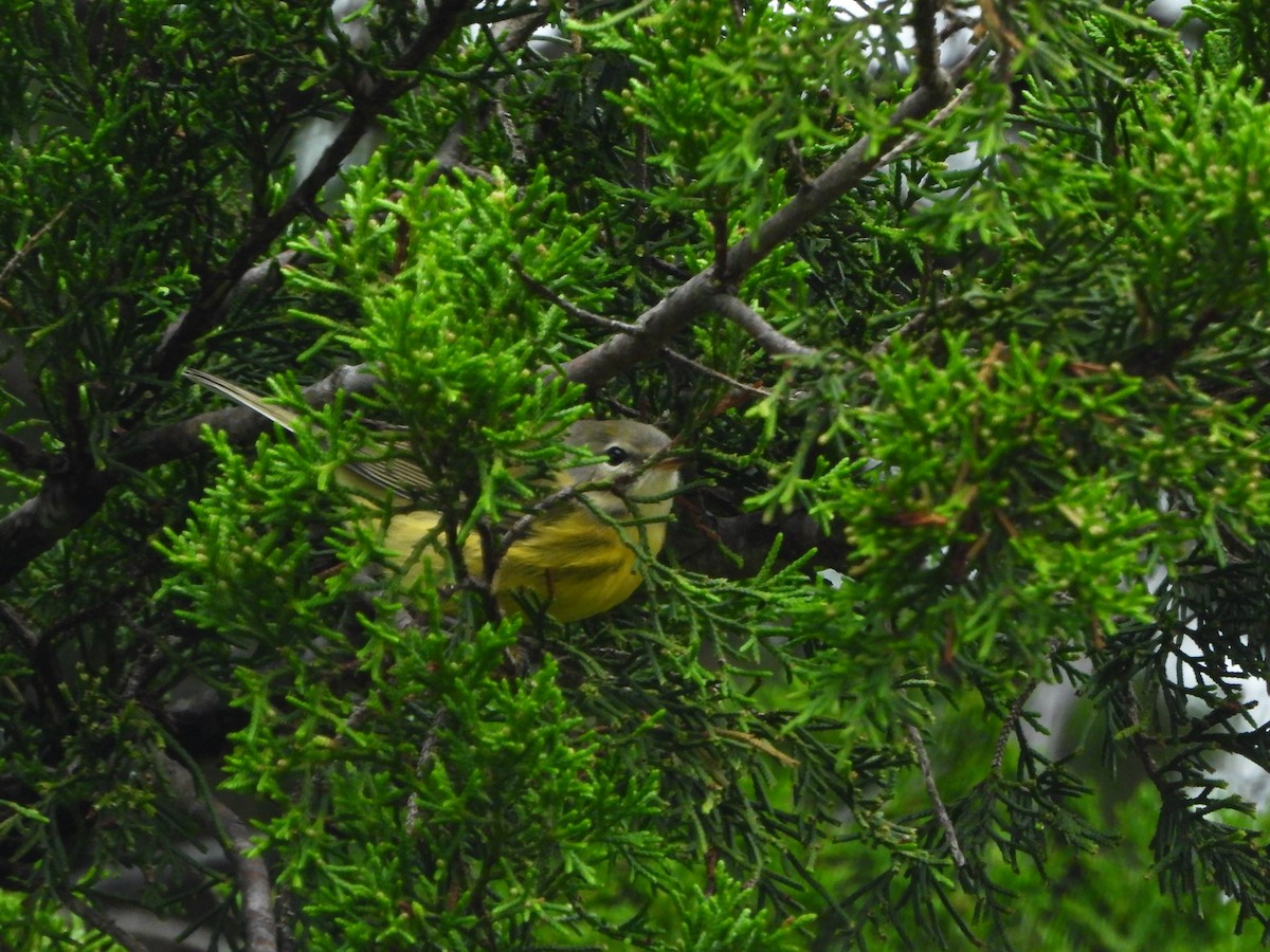Prairie Warbler - ML643558484