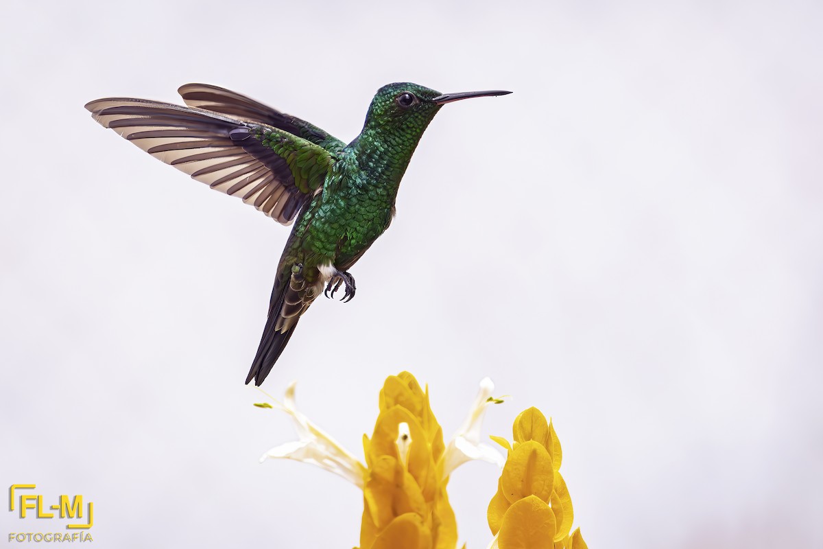 Steely-vented Hummingbird - ML643558489
