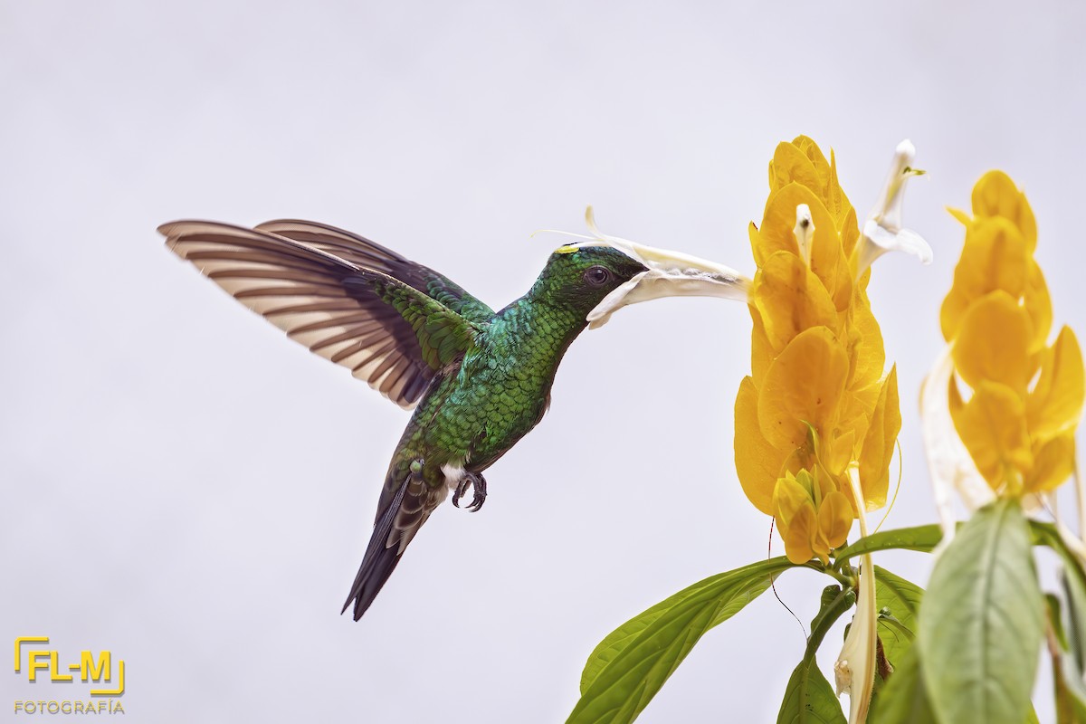 Steely-vented Hummingbird - ML643558490
