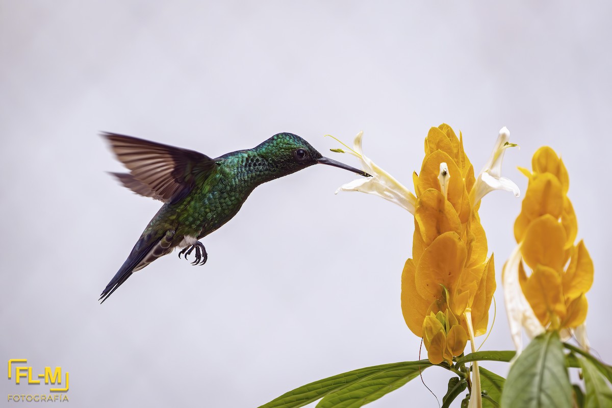 Steely-vented Hummingbird - ML643558491