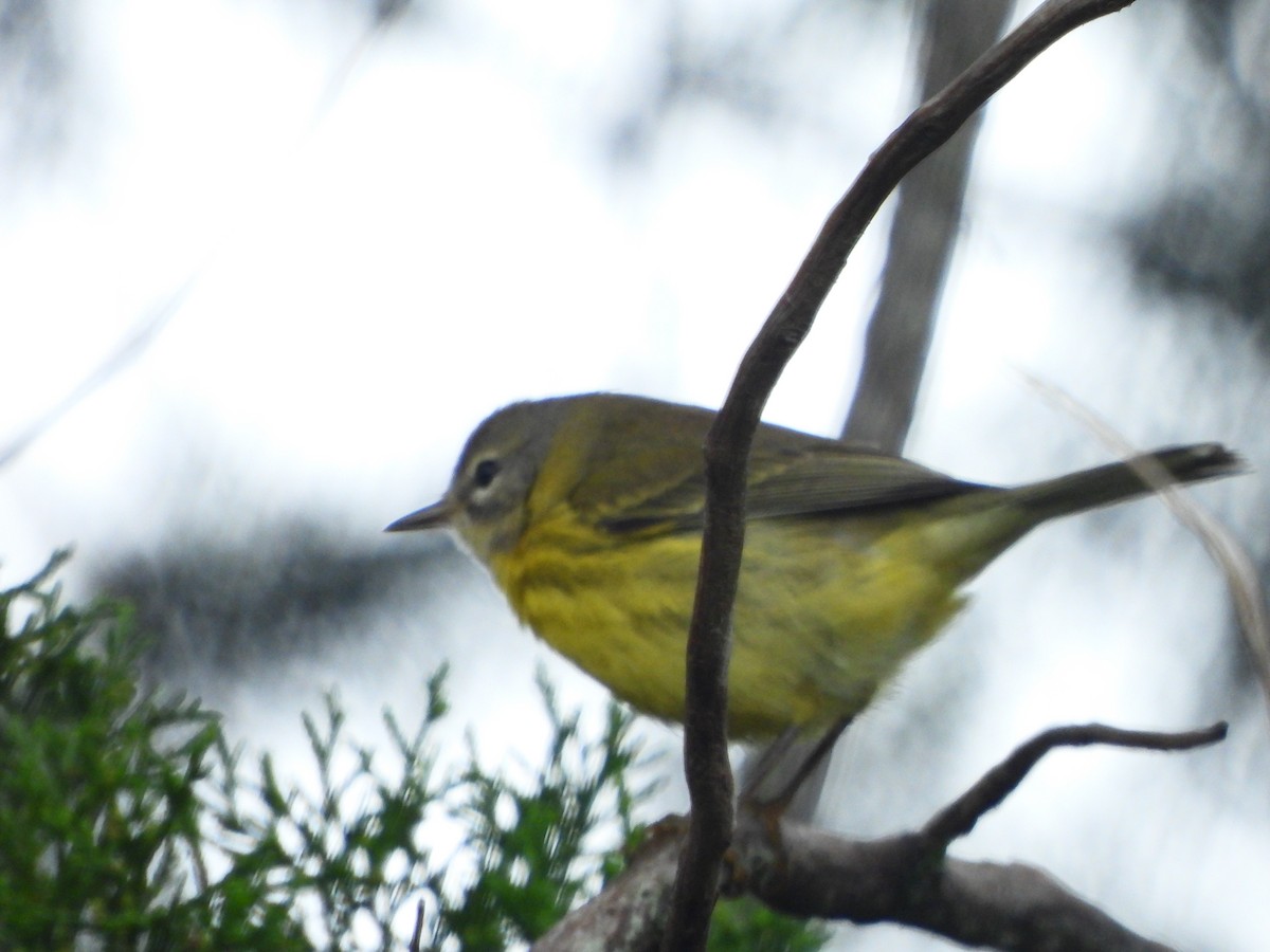 Prairie Warbler - ML643558492