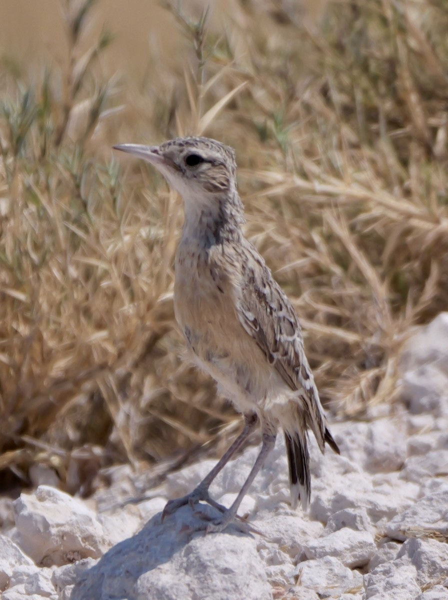 Spike-heeled Lark - ML643558494