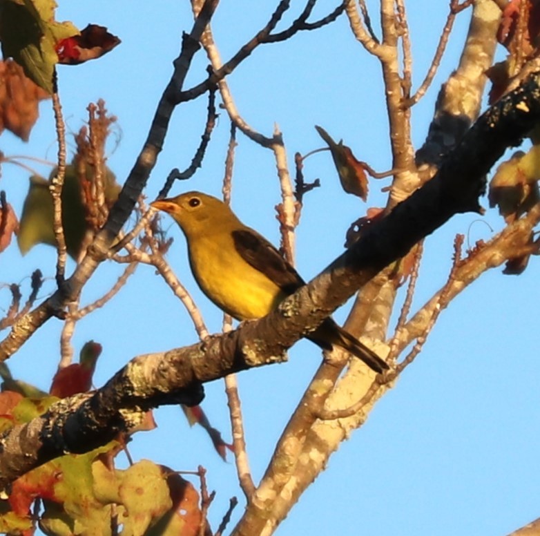 Scarlet Tanager - ML643558495