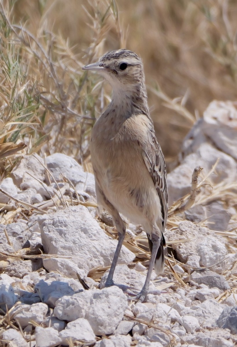 Spike-heeled Lark - ML643558496