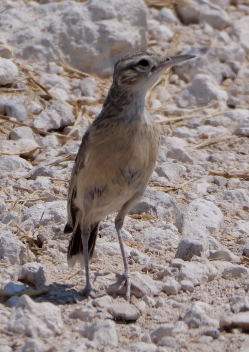 Spike-heeled Lark - ML643558497