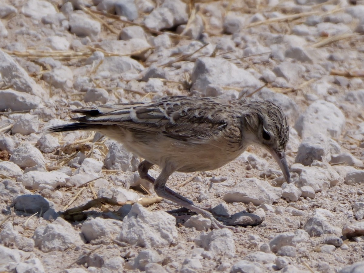 Spike-heeled Lark - ML643558498