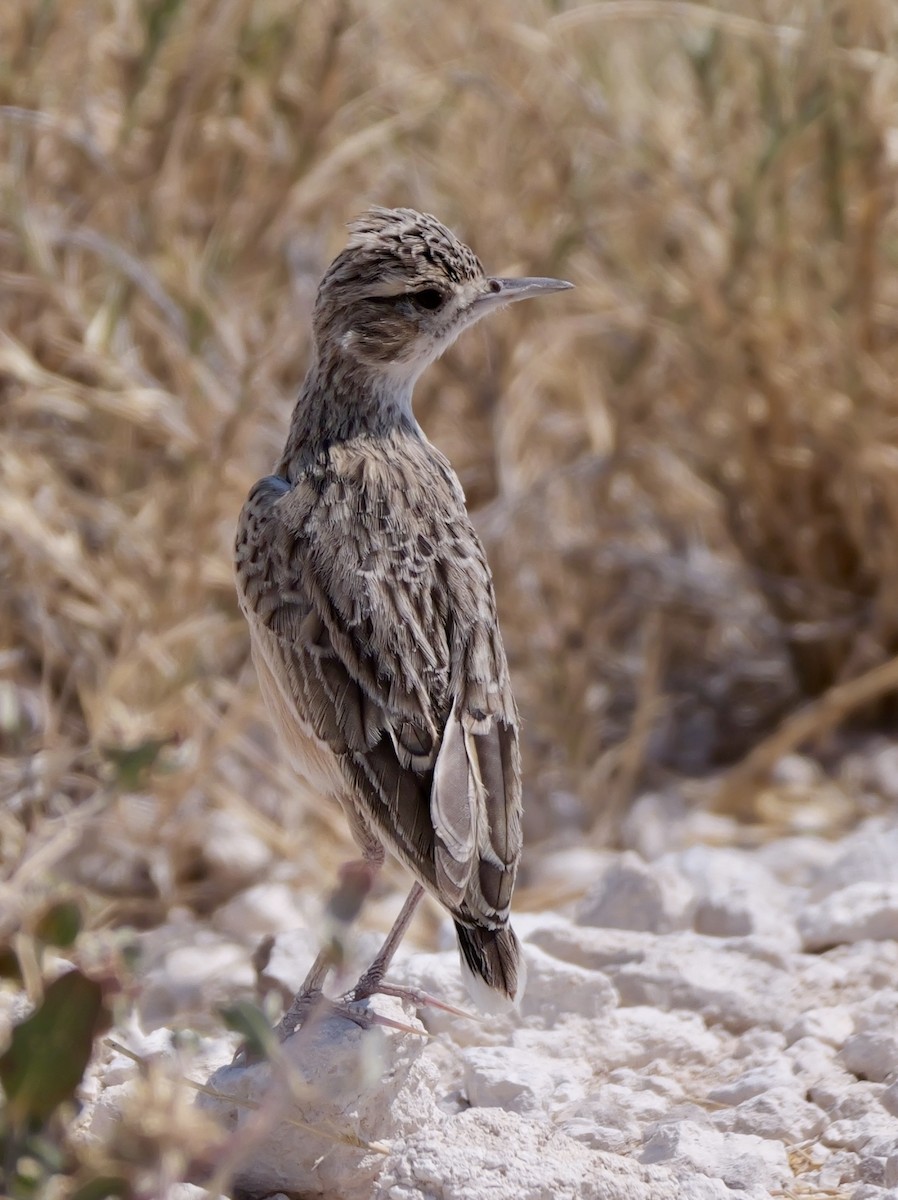 Spike-heeled Lark - ML643558499