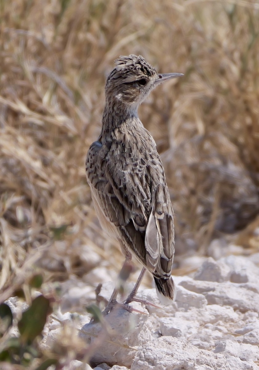 Spike-heeled Lark - ML643558500