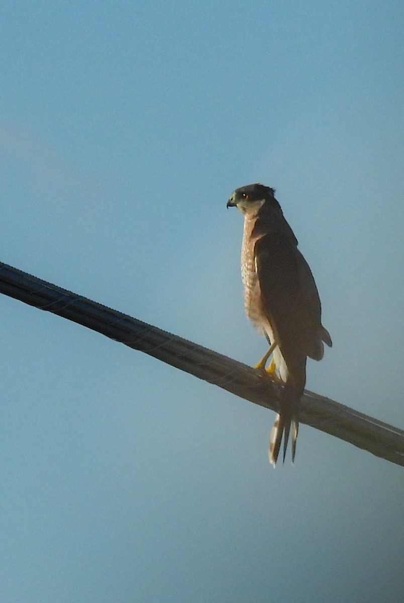 Cooper's Hawk - ML643558502