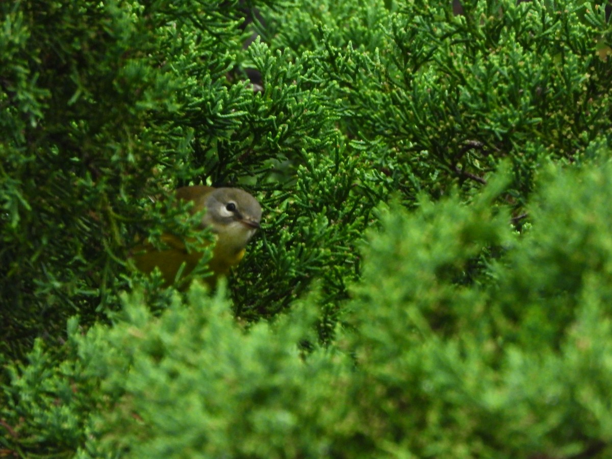 Prairie Warbler - ML643558503