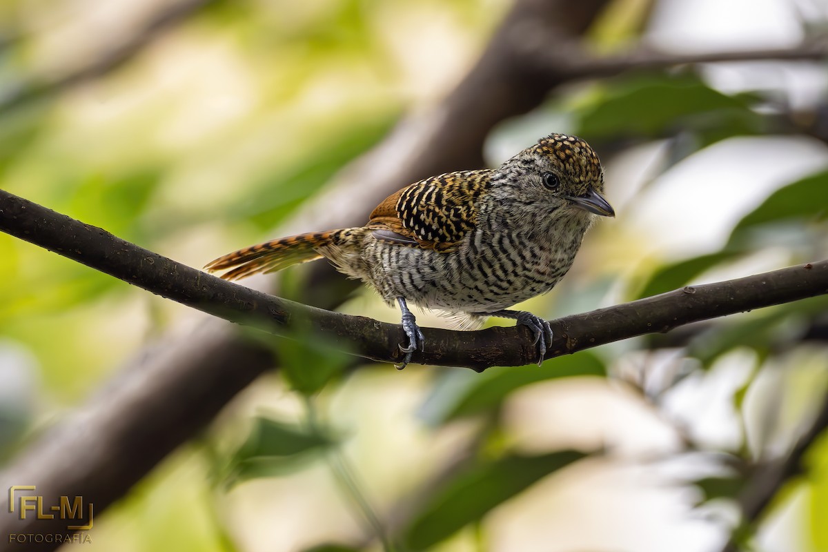 Bar-crested Antshrike - ML643558505