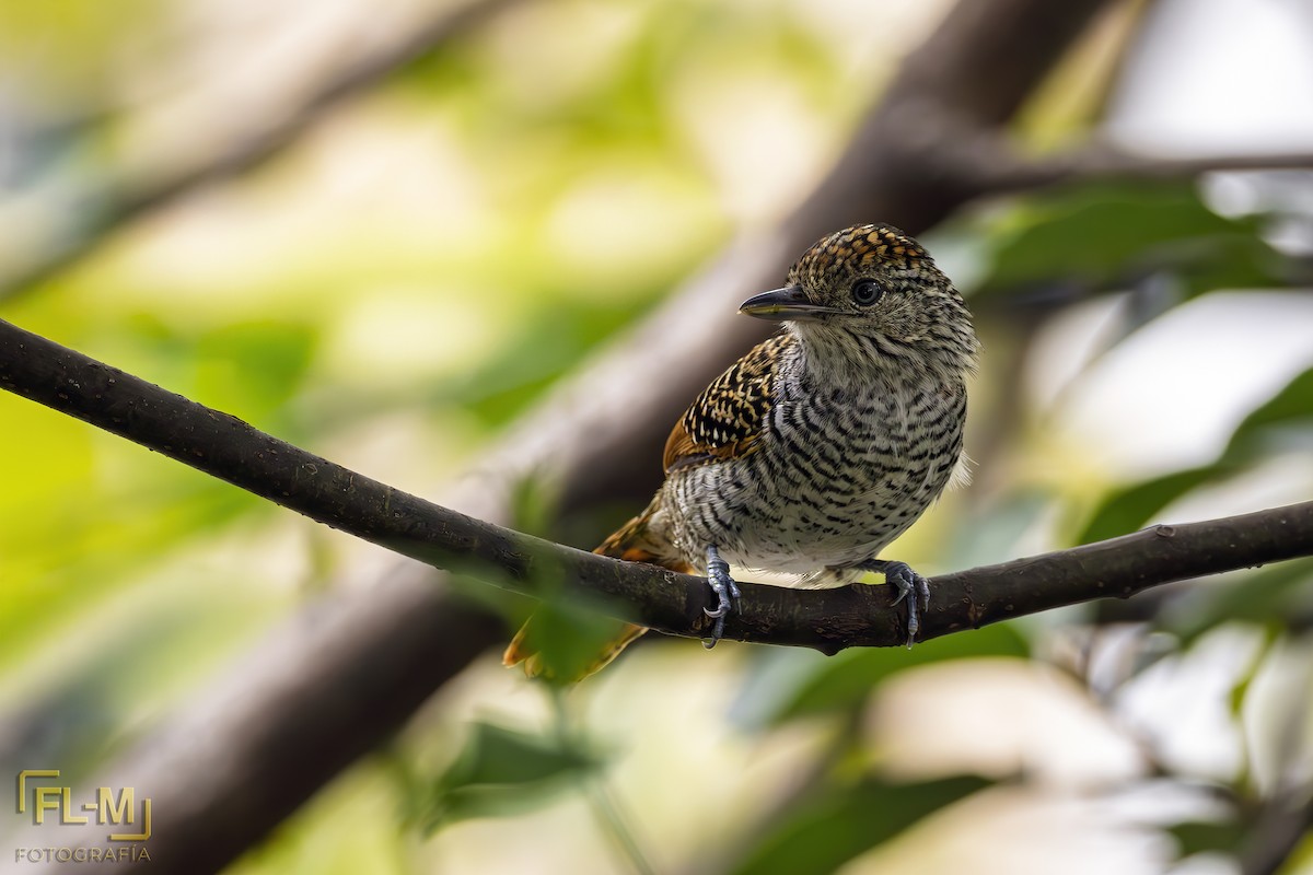 Bar-crested Antshrike - ML643558506