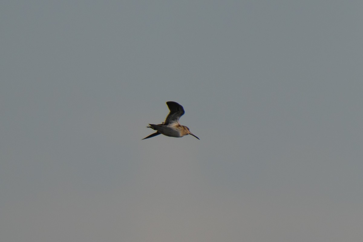 Jack Snipe - ML643558507