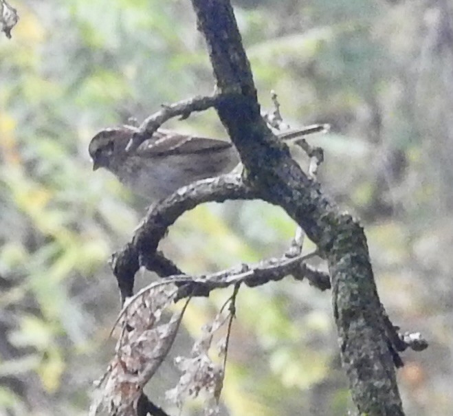 Fox Sparrow - ML643558510