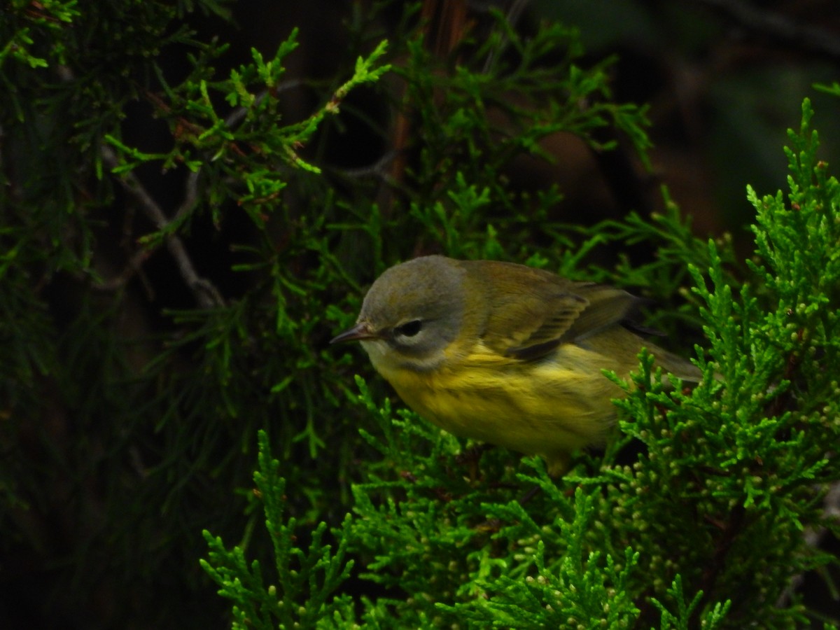 Prairie Warbler - ML643558516