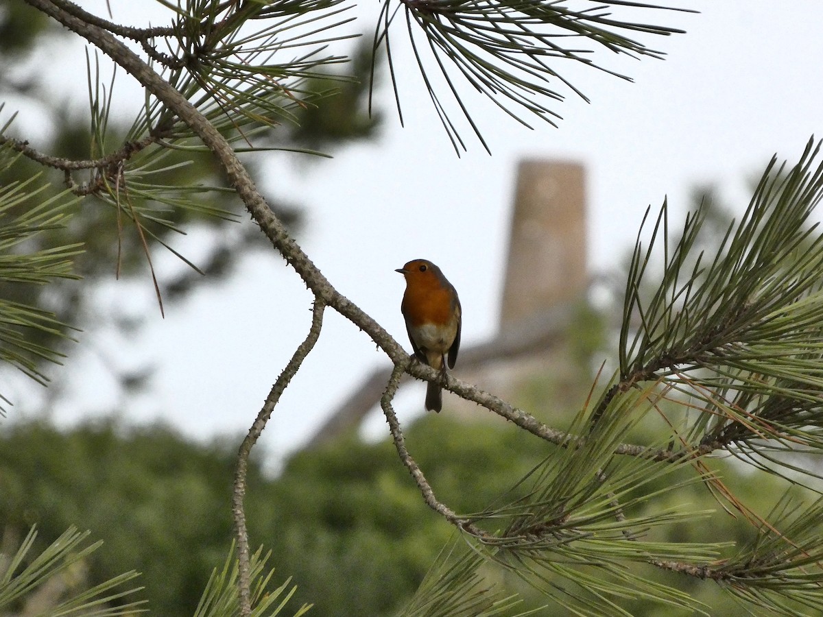 European Robin - ML643558519