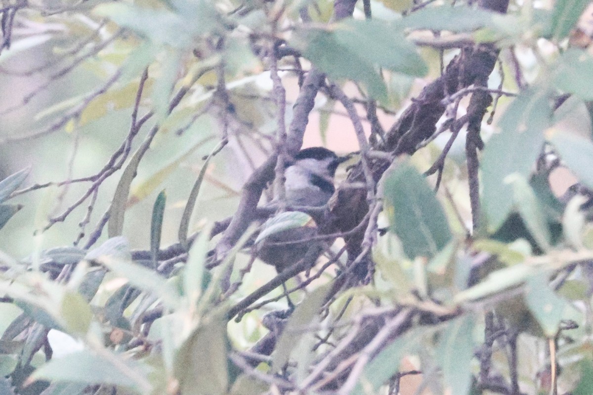 Mexican Chickadee - ML643558520