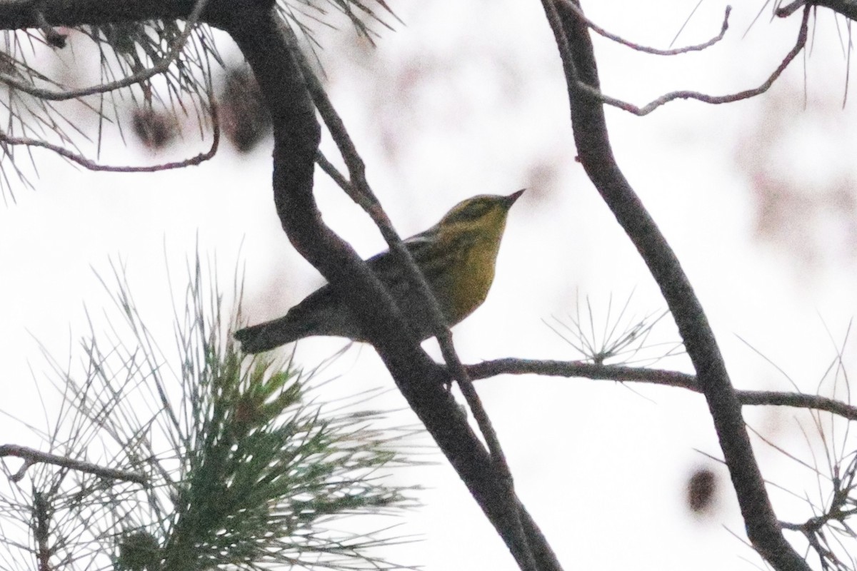Townsend's Warbler - ML643558524