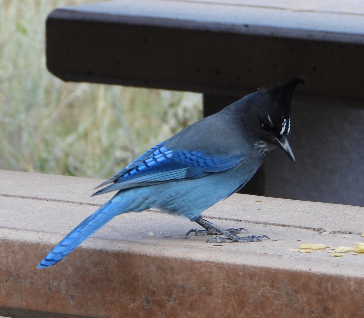 Steller's Jay - ML643558533