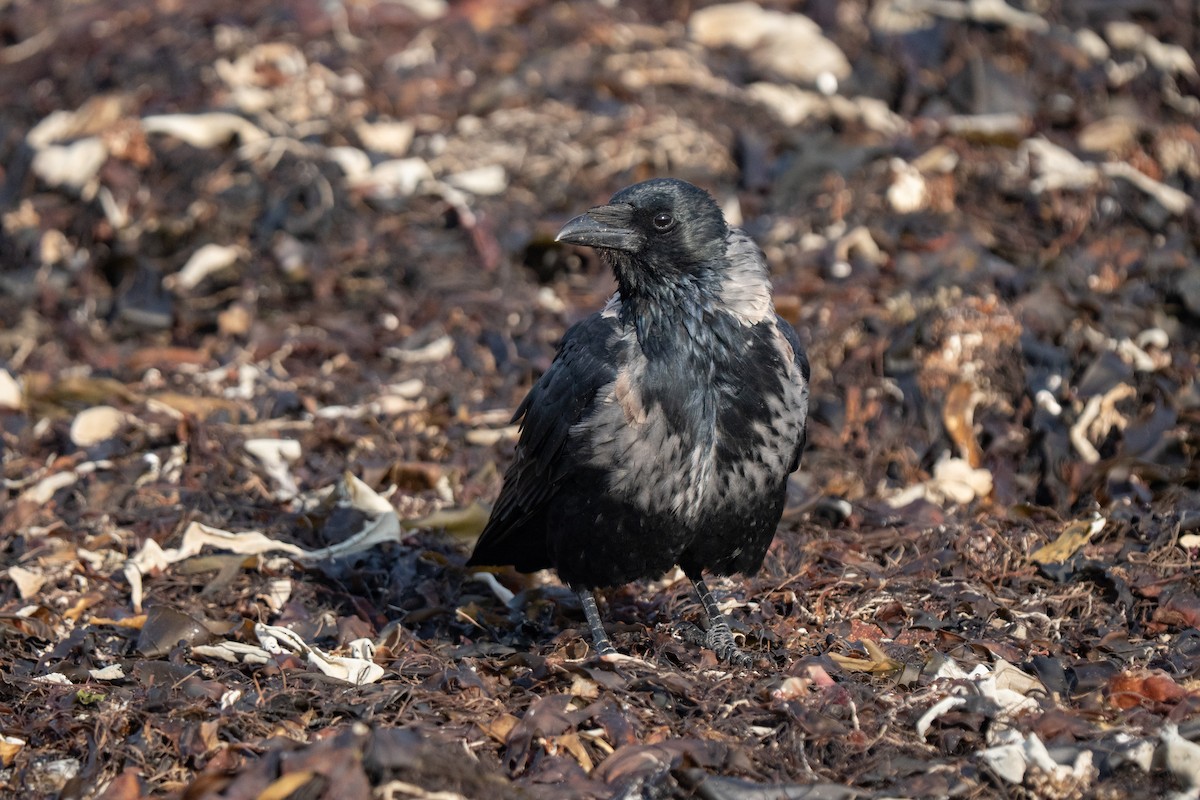 Cornacchia nera x grigia (ibrido) - ML643558536