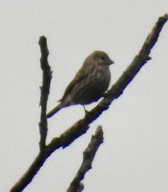 House Finch - ML643558542