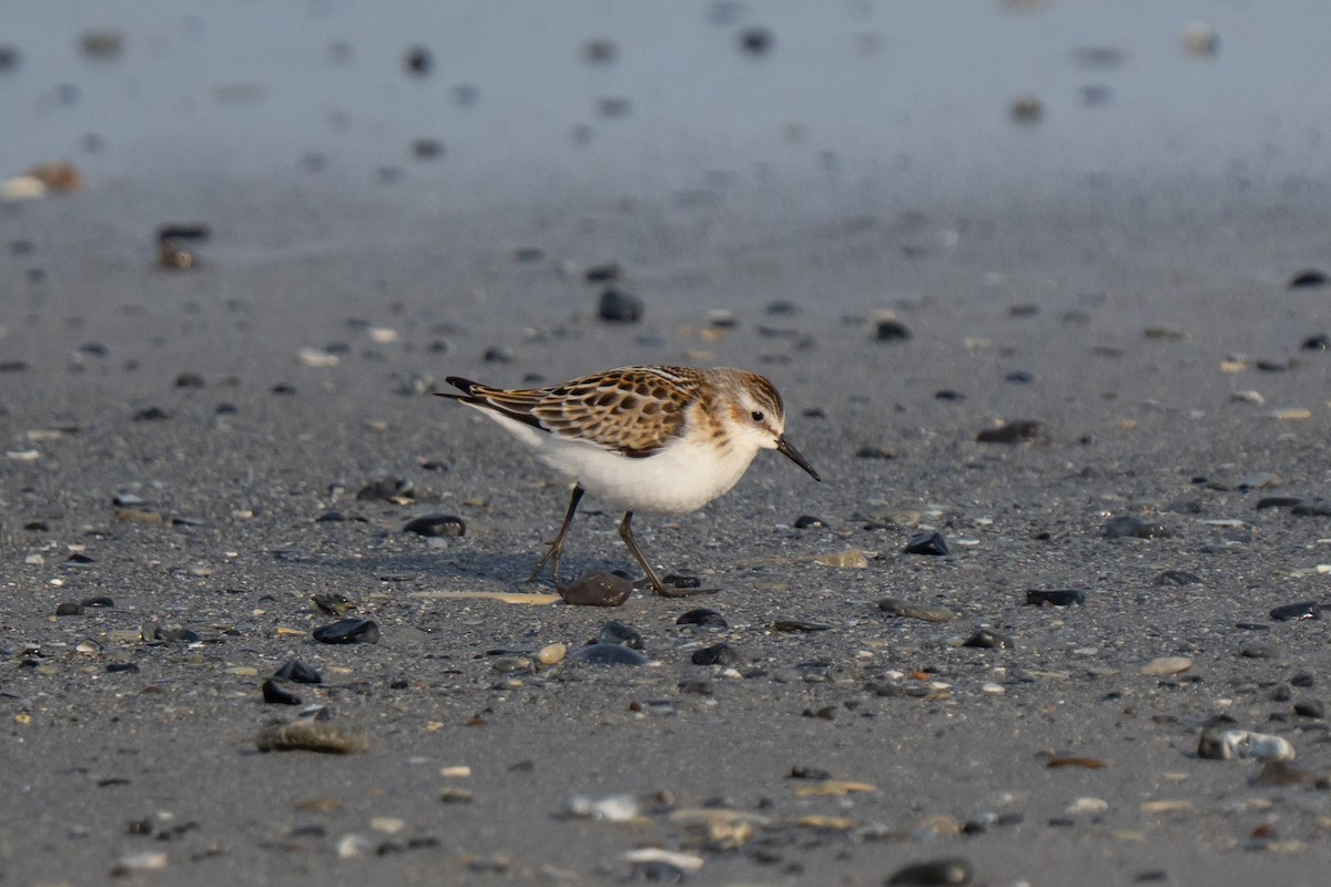 Little Stint - ML643558544