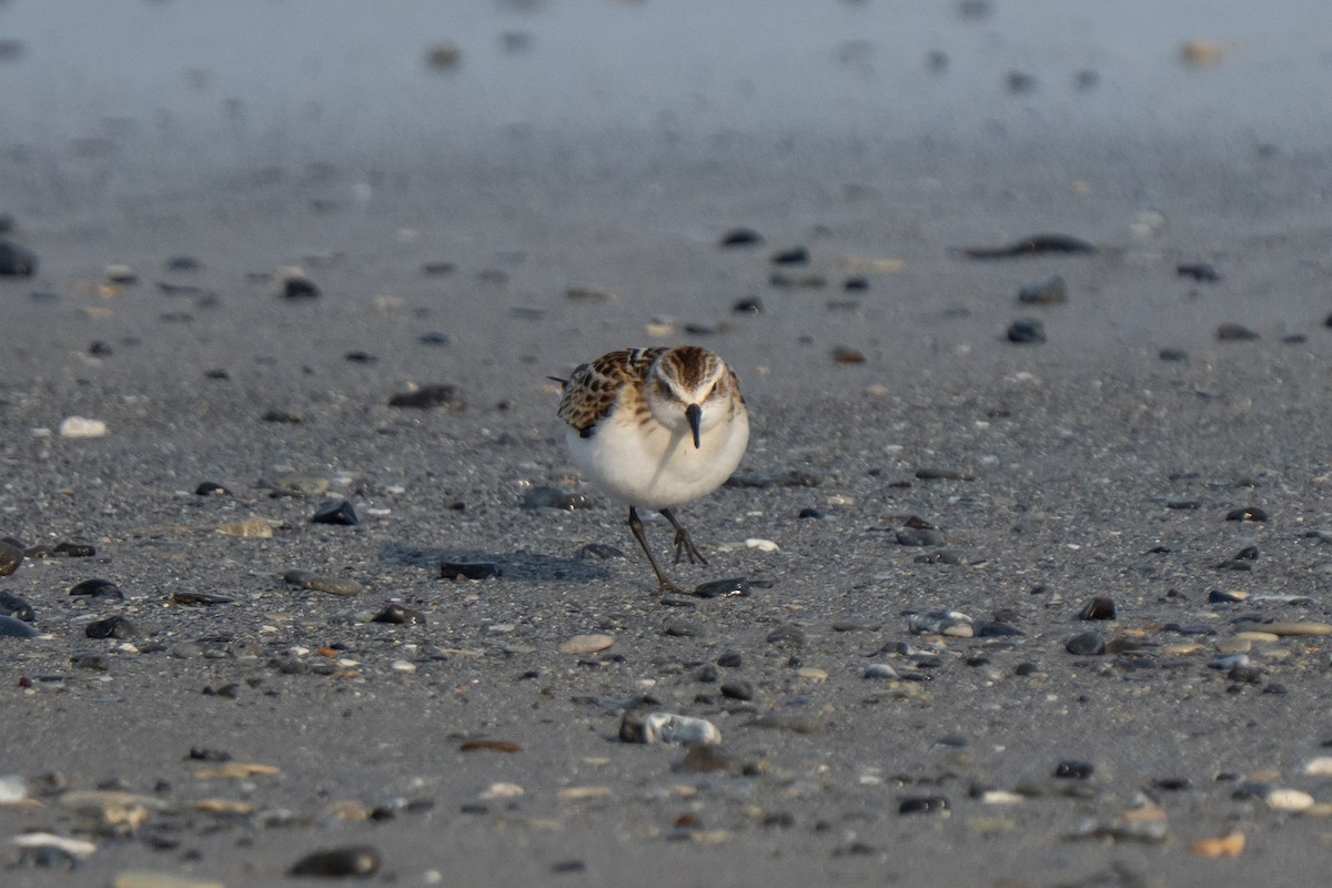 Little Stint - ML643558545