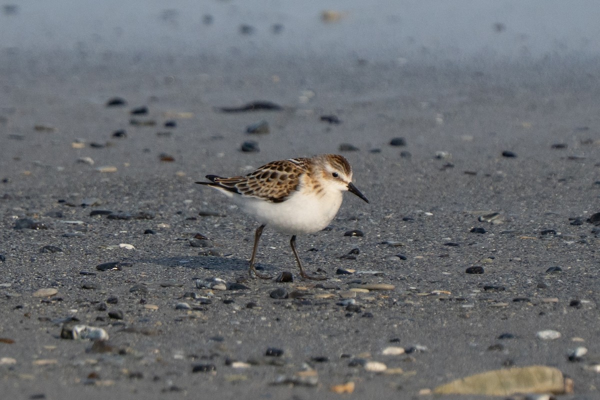 Little Stint - ML643558546